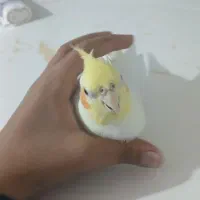 عروس هلندی لوتیتو