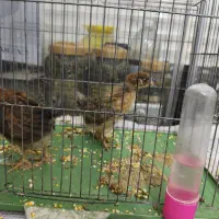 جوجه مرغ و خروس|حیوانات مزرعه|خمینی‌شهر, |دیوار