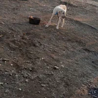 سگ ماده عراقی