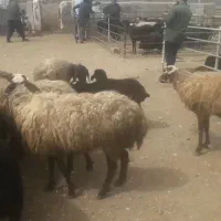 تعداد 12راس میش