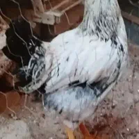 خروس جوان .یکساله.