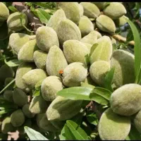 نهال پسته گردو|گل و گیاه طبیعی|شاهین دژ, |دیوار