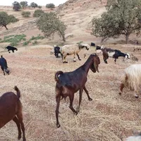 بز دوقلوزا|حیوانات مزرعه|مسجد سلیمان, |دیوار