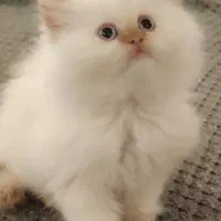 گربه بسیار زیبا