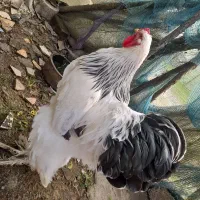 مرغ خروس برهما لایت ۲،۶۰۰۰۰۰|حیوانات مزرعه|لاهیجان, آهندان|دیوار