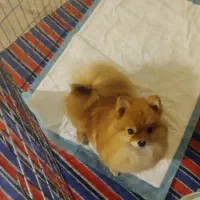 پامرین روباهی