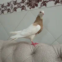 کبوتر طوقی