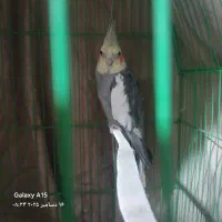 عروس هلندی|پرنده|محمدشهر, شهرک چمران|دیوار