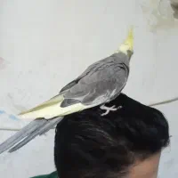 طوطی عروس هلندی|پرنده|کیاشهر, |دیوار