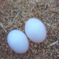 کفتر دمسفید کاکلی تخت