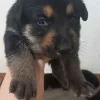 توله ژرمن|سگ|رشت, کوی قدس|دیوار