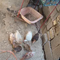جوجه