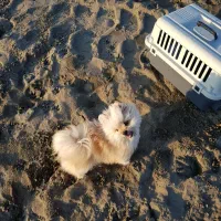 سگ یا پت بامزه و باهوش|سگ|مشهد, هفت تیر (حافظ)|دیوار