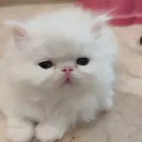 بچه گربه پرشین