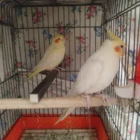 یک جفت عروس هلندی سالم