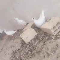سفید کله اسبی دنش وپشت سرخ وادراتی