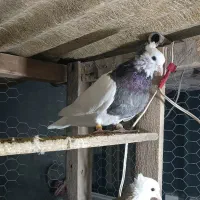 کبوتر طوقی کفتر