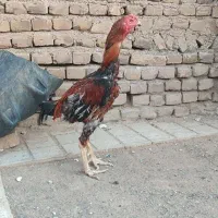 خروس لاری|حیوانات مزرعه|تربت جام, بسیجیان|دیوار