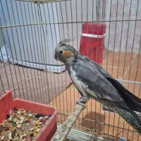 عروس هلندی ماده بالغ (عسلویه)