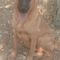 واگذاری سگ|سگ|شازند, |دیوار