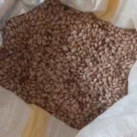 لوبیا چیتی تازه محلی باتخفیف ارسال دم در|خوردنی و آشامیدنی|ارومیه, |دیوار