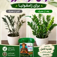 معجزه گیاهان آپارتمانی