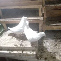 معاوضه|پرنده|جیرفت, |دیوار