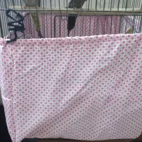 یک جفت عروس هلندی به همراه ۴ جوجه پنج میلیون