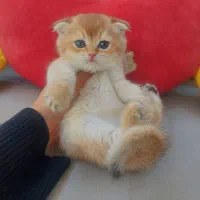 گربه های اشرافی