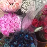 گل رز|گل و گیاه طبیعی|ارومیه, |دیوار