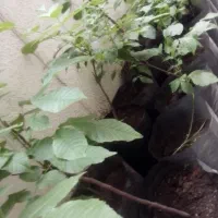 فروش نهال گردو|خدمات باغبانی و درختکاری|رشت, سعدی (تختی)|دیوار