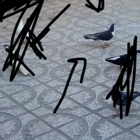 کبوتر|پرنده|تربتحیدریه, آغوی|دیوار