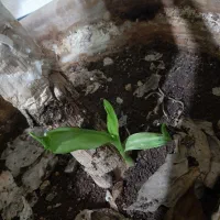 گل زیبا|گل و گیاه طبیعی|یاسوج, |دیوار