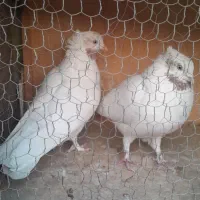 کبوتر|پرنده|تهران, تختی|دیوار