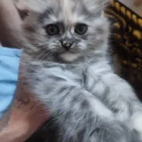 گربه
