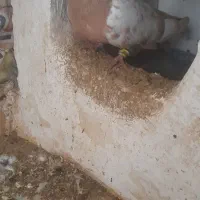 یه جفت سینه ای قیمت مناسب