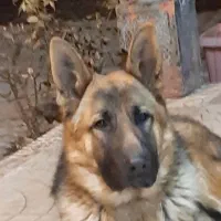 سگ ژرمن