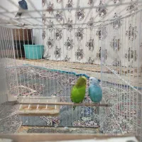 جفت مرغ عشق خوشگل وبالغ باسابقه جوجه دهی|پرنده|تربت جام, تیپ ۳۸ زرهی تربت جام|دیوار