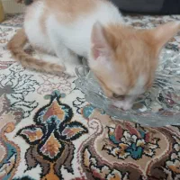 واگذاری سرپرستی گربه|گربه|قم, باجک یک|دیوار