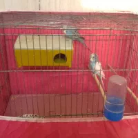 دوعدد مرغ عشق مست باقفس|پرنده|هرسین, |دیوار