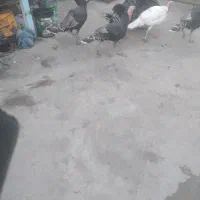 بوقلمون|پرنده|شیروان (لرستان), |دیوار