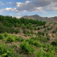 فروش باغ|فروش خانه و ویلا|موچش, |دیوار