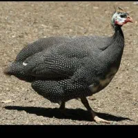 یک جفت مرغ شاخدار جوان و زیبا