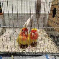 طوطی برزیلی مولد|پرنده|فردیس, سرحد آباد|دیوار