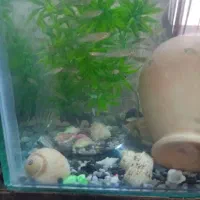 گوپی مولد|ماهی|اردبیل, |دیوار