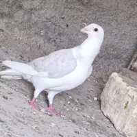 کفتر|پرنده|افزر, |دیوار