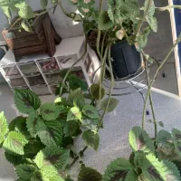 گلهای آپارتمانی|گل و گیاه طبیعی|ساوه, |دیوار