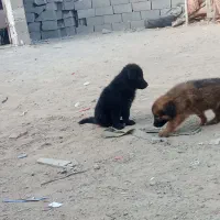 توله های ژرمن بلک