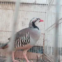 بلدرچین کوهی ،مرغ خروس عروس جوجه عروس هلندی|حیوانات مزرعه|مشهد, فاطمیه|دیوار