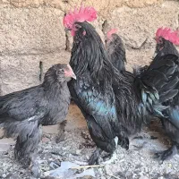 خروس سیاه مرندی اصل